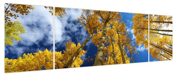 Obraz - Aspen (170x50 cm)