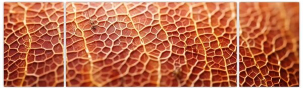Obraz - Szczegóły tekstury (170x50 cm)