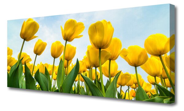 Obraz canvas Pole Tęczowych Tulipanów