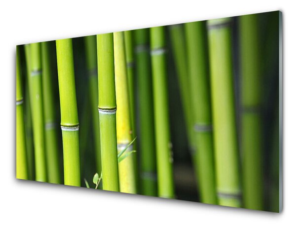 Obraz na Szkle Bambus Natura Roślina