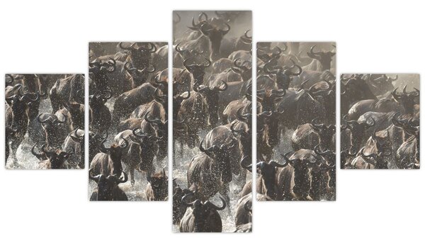Obraz - Stado antylop gnu (125x70 cm)