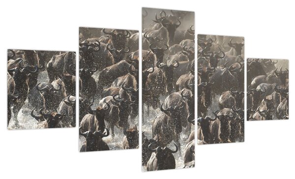 Obraz - Stado antylop gnu (125x70 cm)
