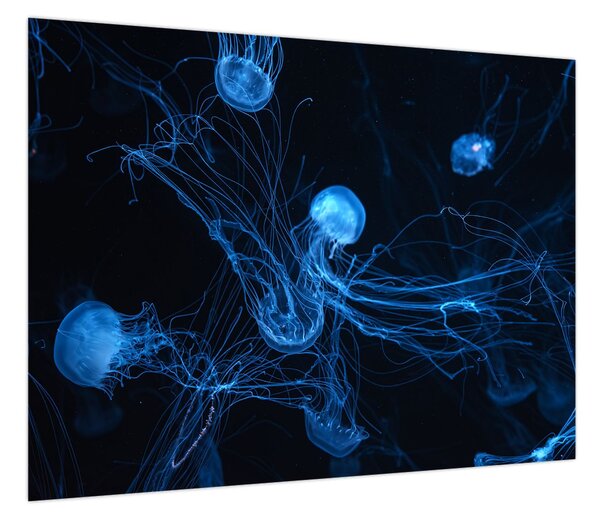 Obraz - Meduza (70x50 cm)