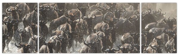 Obraz - Stado antylop gnu (170x50 cm)