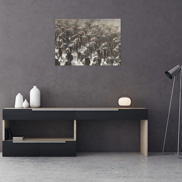 Obraz - Stado antylop gnu (70x50 cm)