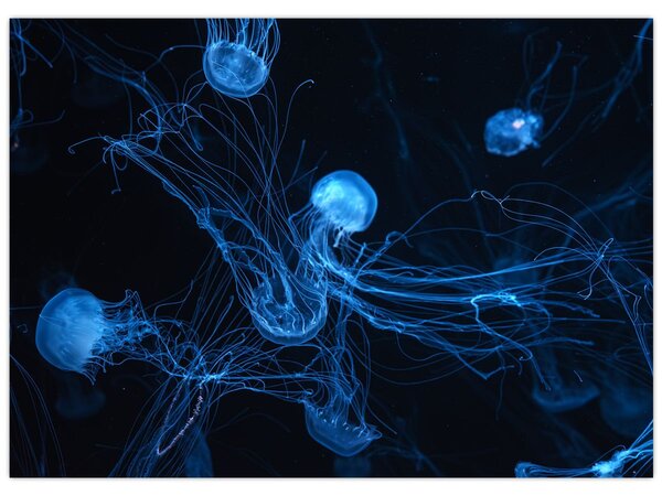 Obraz - Meduza (70x50 cm)