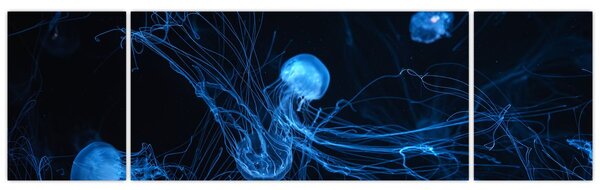 Obraz - Meduza (170x50 cm)