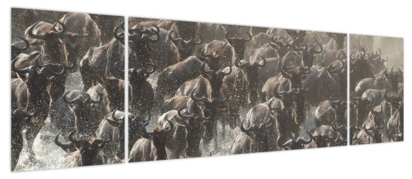 Obraz - Stado antylop gnu (170x50 cm)