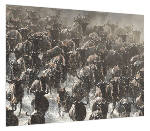 Obraz - Stado antylop gnu (70x50 cm)