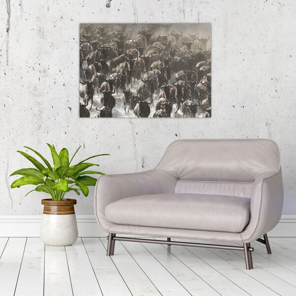 Obraz - Stado antylop gnu (70x50 cm)