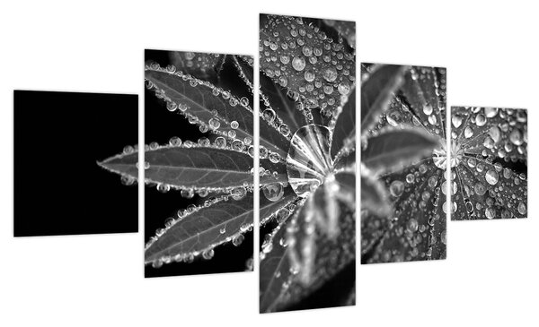 Obraz - Krople (125x70 cm)