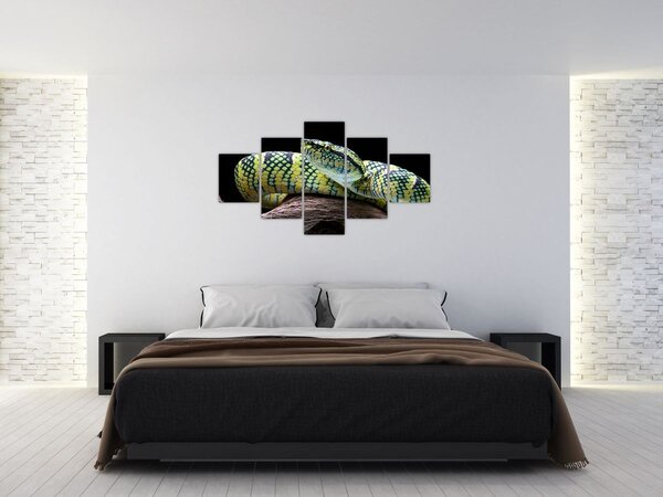 Obraz - Grzechotnik Waglera (125x70 cm)