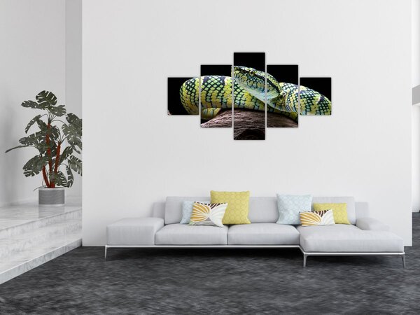Obraz - Grzechotnik Waglera (125x70 cm)