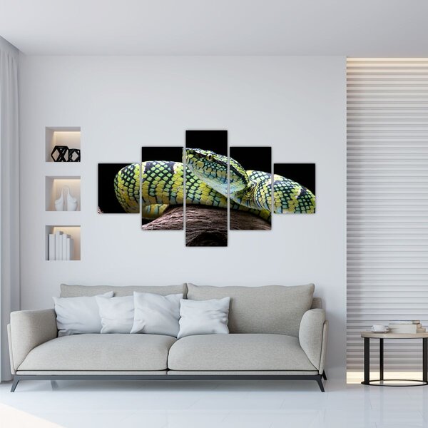 Obraz - Grzechotnik Waglera (125x70 cm)
