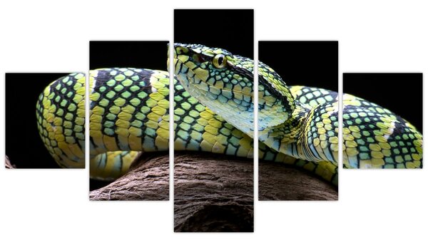 Obraz - Grzechotnik Waglera (125x70 cm)