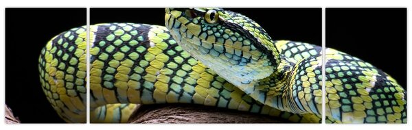 Obraz - Grzechotnik Waglera (170x50 cm)