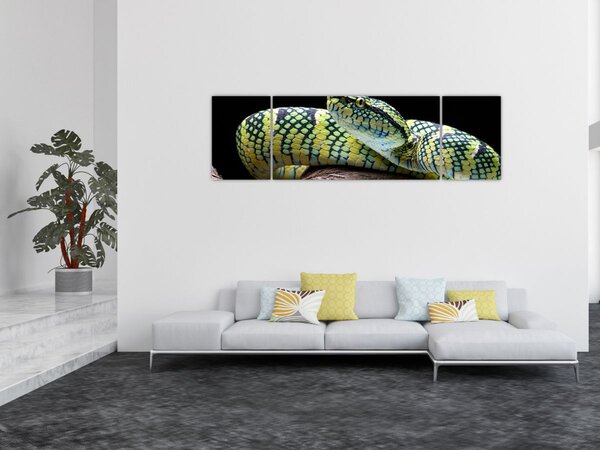 Obraz - Grzechotnik Waglera (170x50 cm)