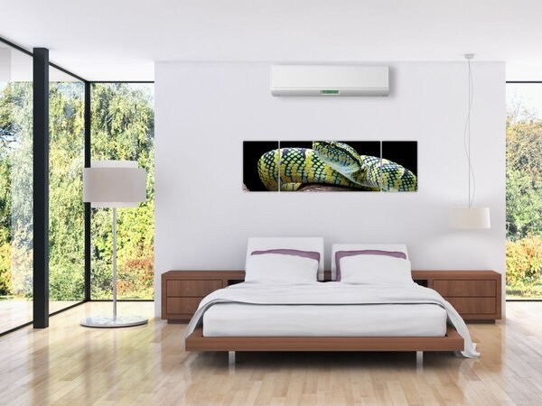 Obraz - Grzechotnik Waglera (170x50 cm)