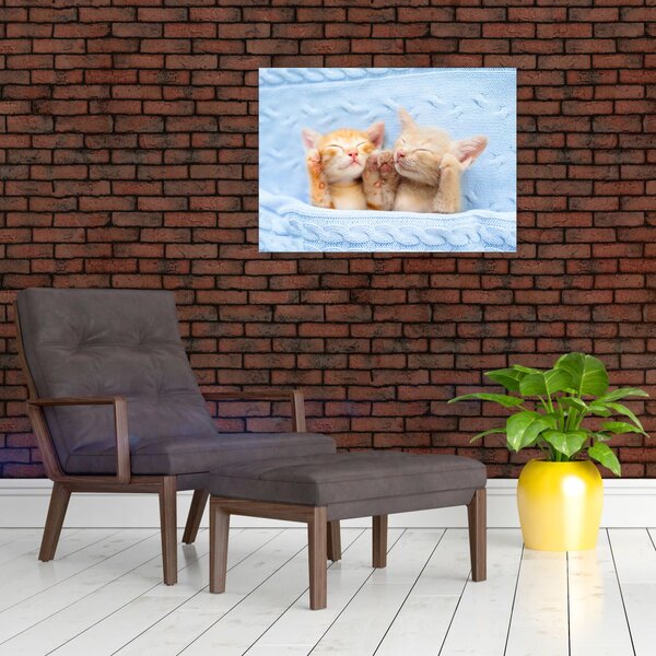 Obraz - Śpiące kocięta (70x50 cm)