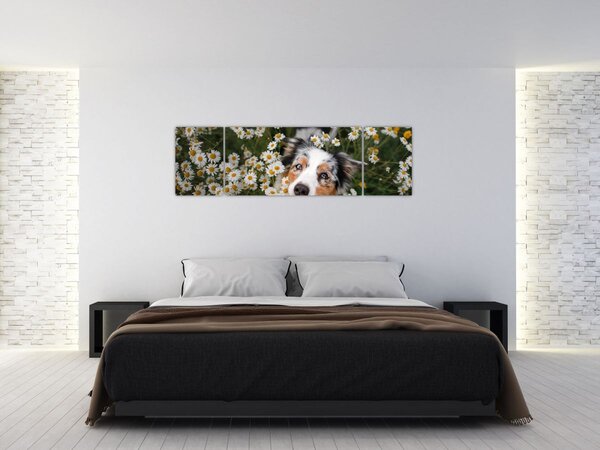 Obraz - Owczarek australijski (170x50 cm)