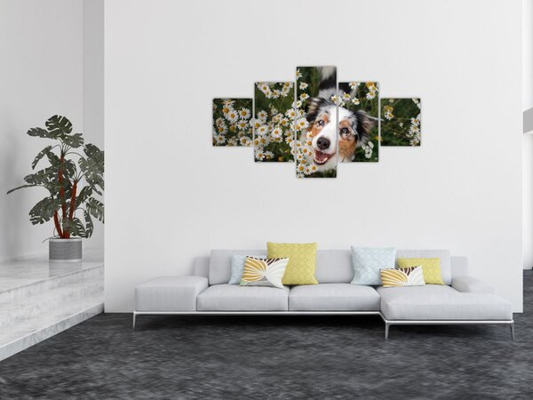 Obraz - Owczarek australijski (125x70 cm)