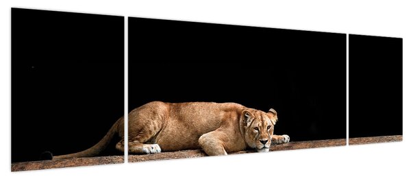 Obraz - Lwica (170x50 cm)
