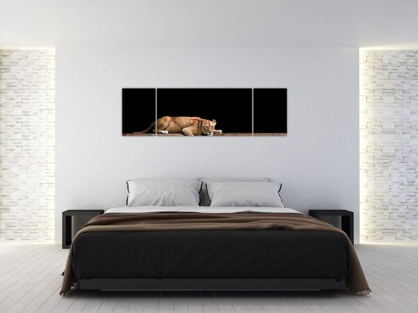Obraz - Lwica (170x50 cm)