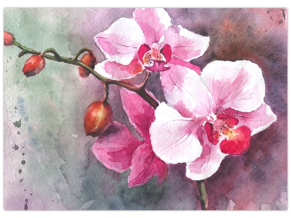 Obraz - Orchidee, akwarela (70x50 cm)