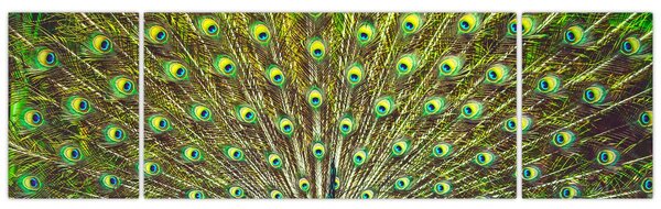 Obraz - Paw (170x50 cm)