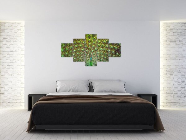 Obraz - Paw (125x70 cm)