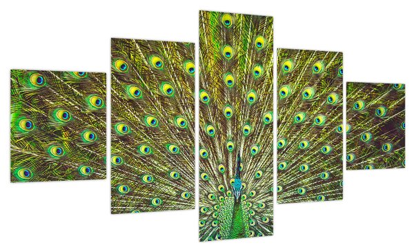 Obraz - Paw (125x70 cm)