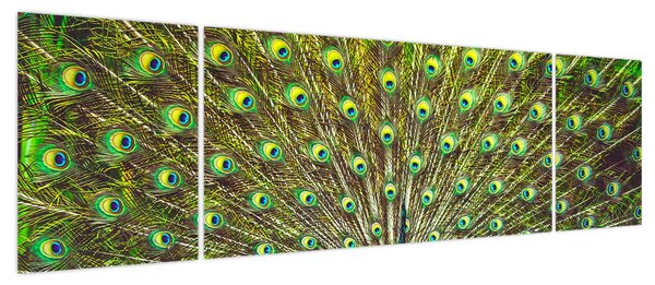 Obraz - Paw (170x50 cm)