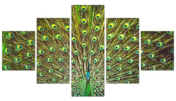Obraz - Paw (125x70 cm)