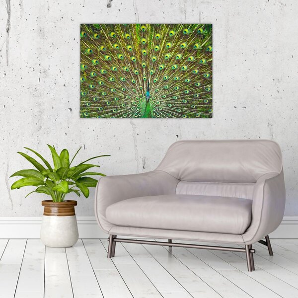 Obraz - Paw (70x50 cm)