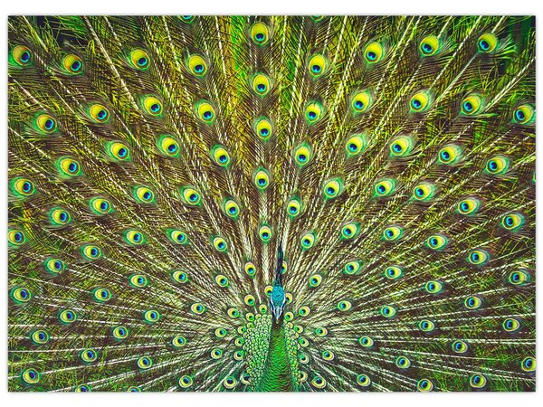 Obraz - Paw (70x50 cm)