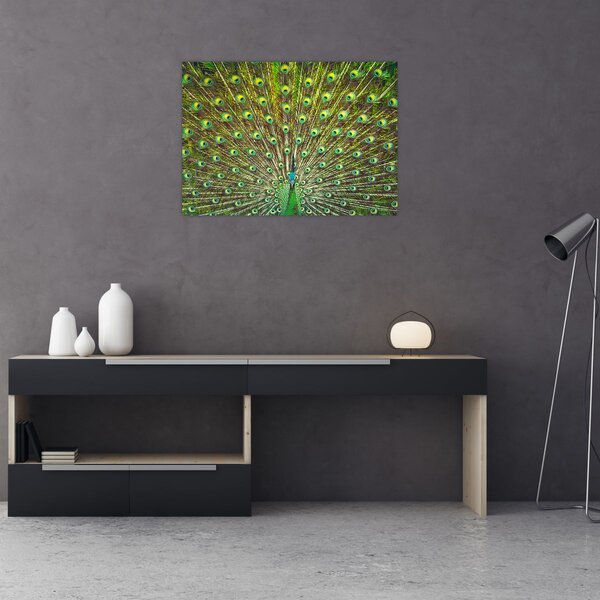 Obraz - Paw (70x50 cm)
