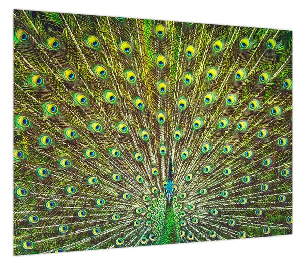 Obraz - Paw (70x50 cm)