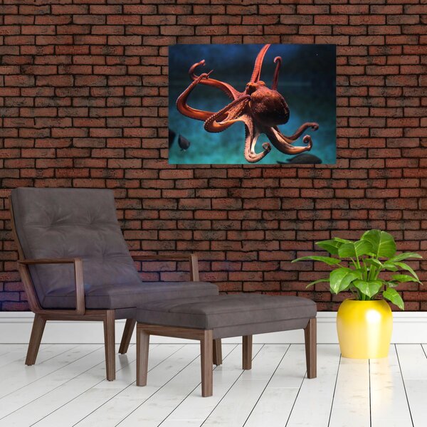 Obraz - Ośmiornica (70x50 cm)