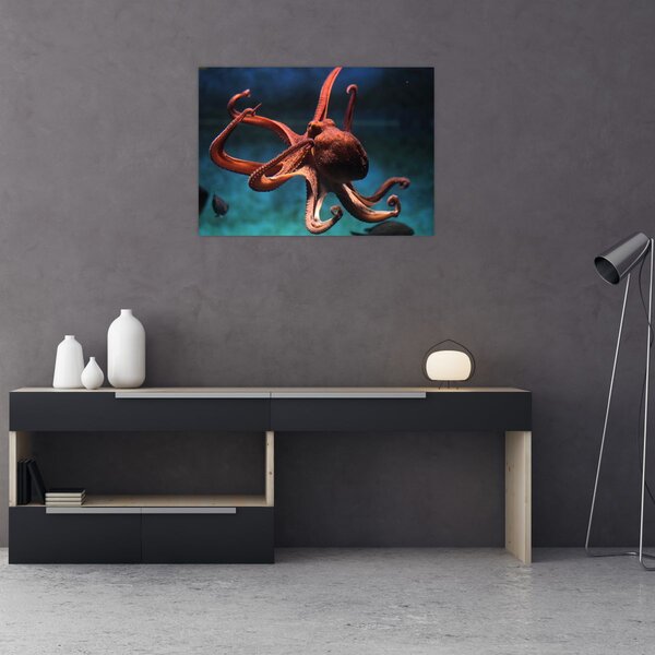 Obraz - Ośmiornica (70x50 cm)