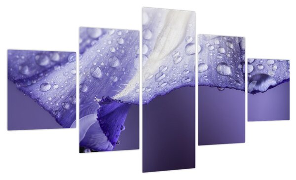 Obraz - Płatek z kroplami (125x70 cm)