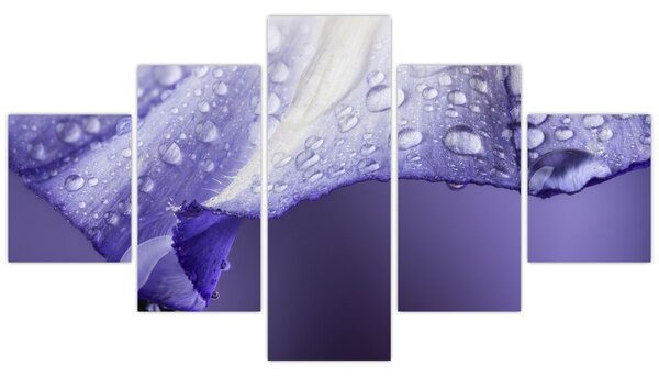 Obraz - Płatek z kroplami (125x70 cm)