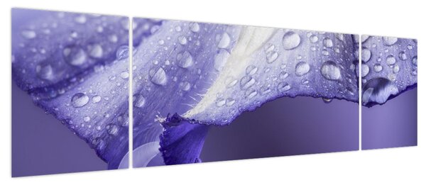 Obraz - Płatek z kroplami (170x50 cm)