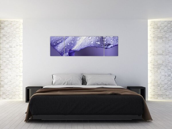 Obraz - Płatek z kroplami (170x50 cm)