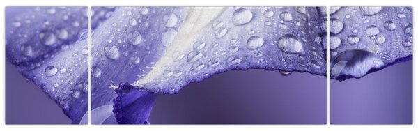 Obraz - Płatek z kroplami (170x50 cm)
