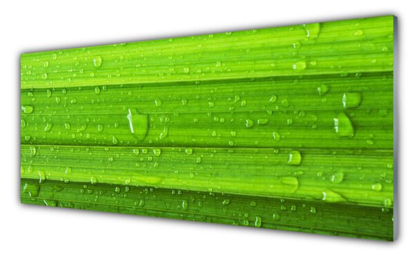 Obraz Szklany Trawa Roślina Natura