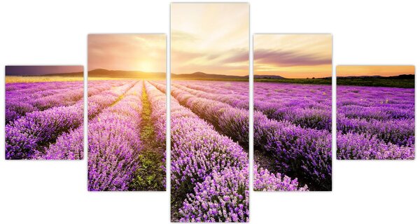 Obraz - Wschód słońca na polu lawendy (125x70 cm)