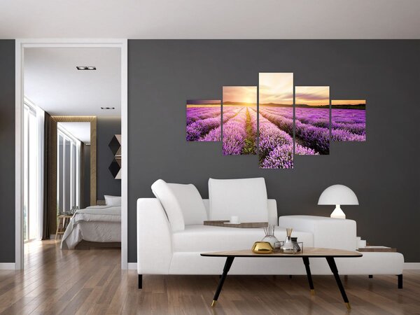 Obraz - Wschód słońca na polu lawendy (125x70 cm)