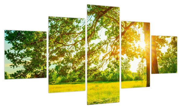 Obraz - Słoneczny Las (125x70 cm)