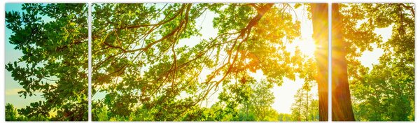 Obraz - Słoneczny Las (170x50 cm)