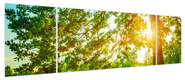 Obraz - Słoneczny Las (170x50 cm)